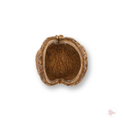 Jungle Pod (Sterculia Pod)