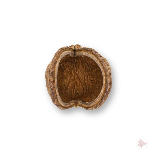 Jungle Pod (Sterculia Pod)