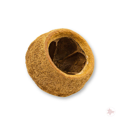 Betta Botanicals–Sapucaia King Pod