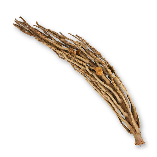 Betta Botanicals–Coconut Flower Stalk