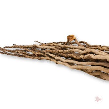 Betta Botanicals–Coconut Flower Stalk