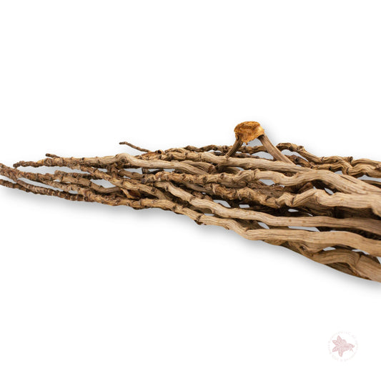 Betta Botanicals–Coconut Flower Stalk