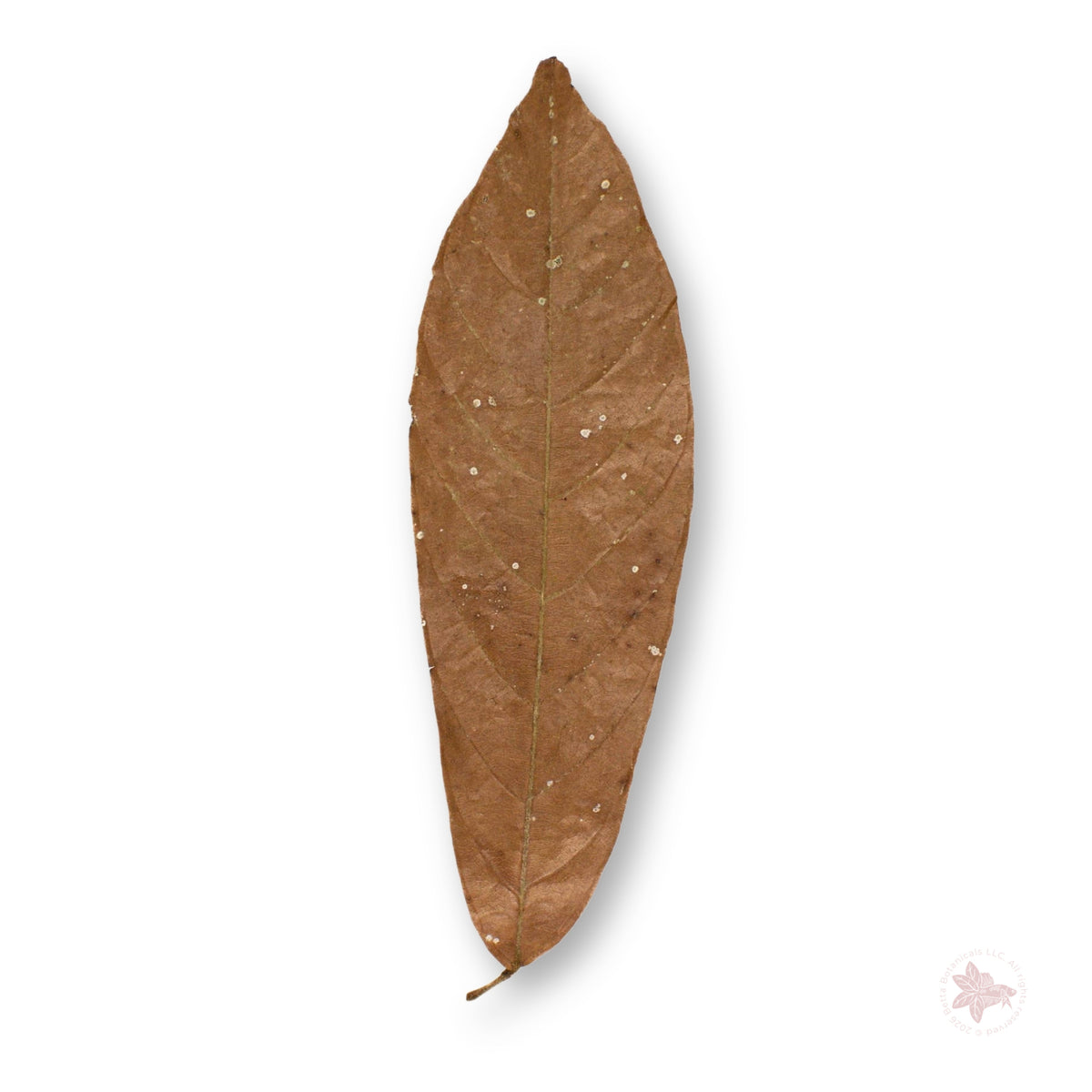 Betta Botanicals – Cacao Leaves (Colombia)