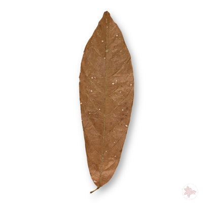 Betta Botanicals – Cacao Leaves (Colombia)
