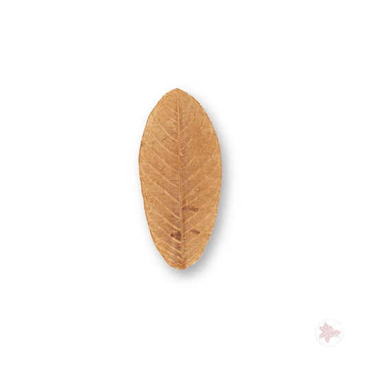Betta Botanicals–Guava Leaves