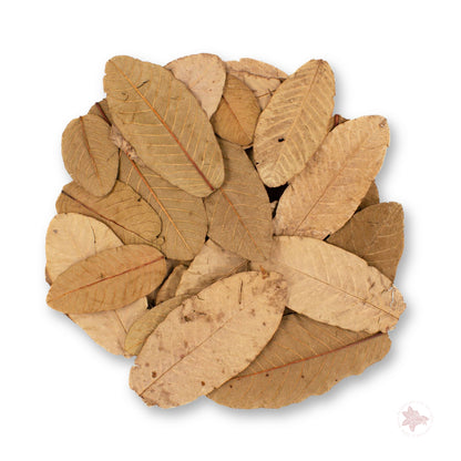 Betta Botanicals–Guava Leaves
