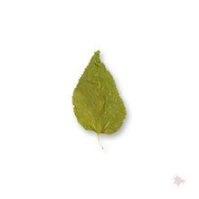 Betta Botanicals-Mulberry Leaves