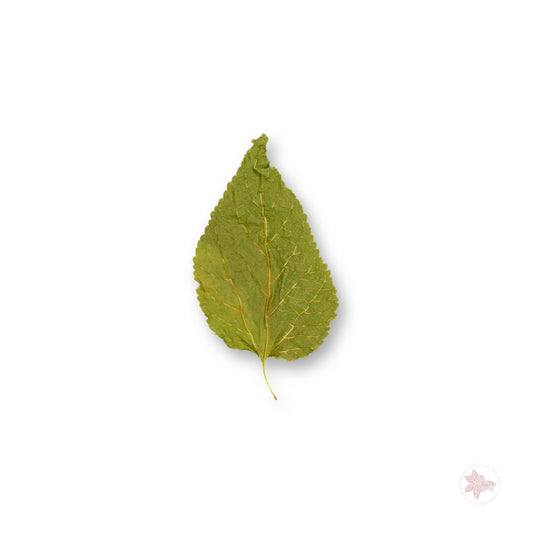 Betta Botanicals-Mulberry Leaves