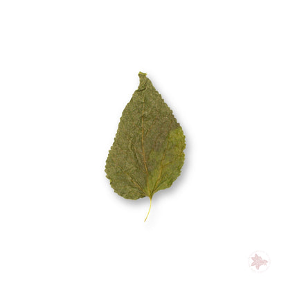 Betta Botanicals-Mulberry Leaves