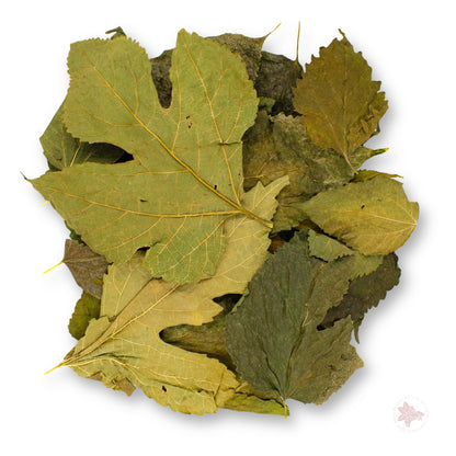 Betta Botanicals-Mulberry Leaves