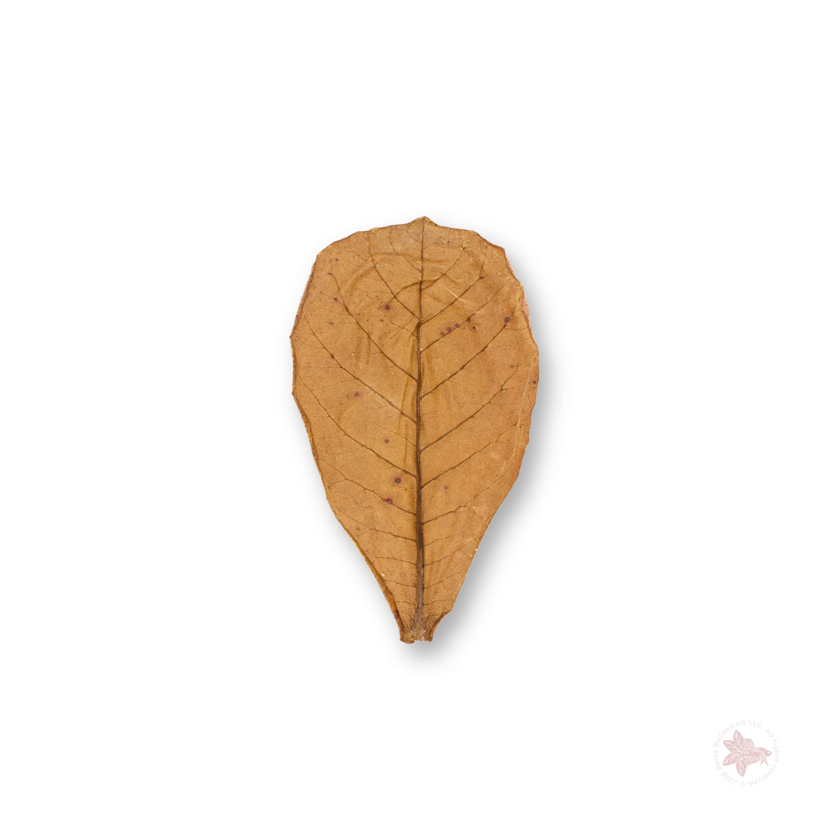 Betta Botanicals–Small Catappa Leaves