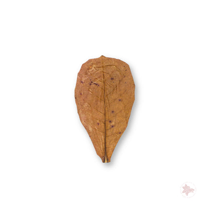 Betta Botanicals–Small Catappa Leaves