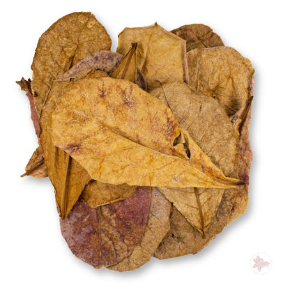 Betta Botanicals–Small Catappa Leaves