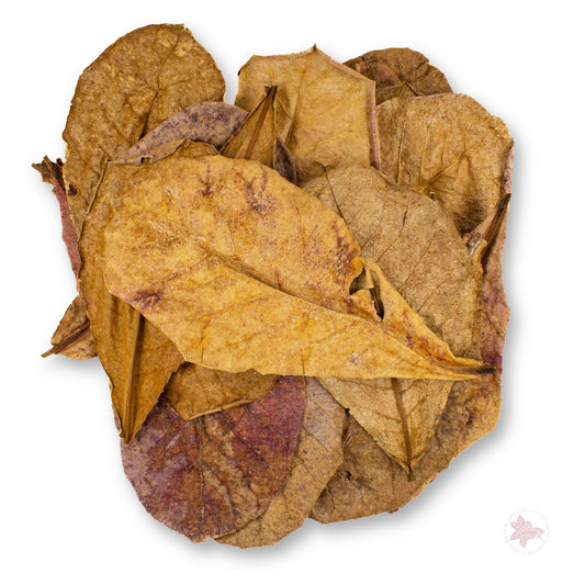 Betta Botanicals–Small Catappa Leaves