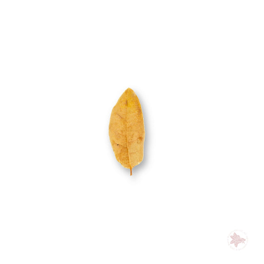 Betta Botanicals–Texas Live Oak Leaves