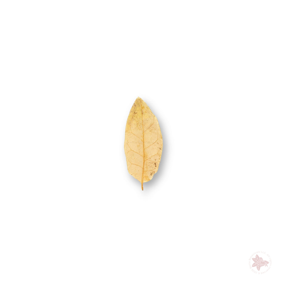 Betta Botanicals–Texas Live Oak Leaves
