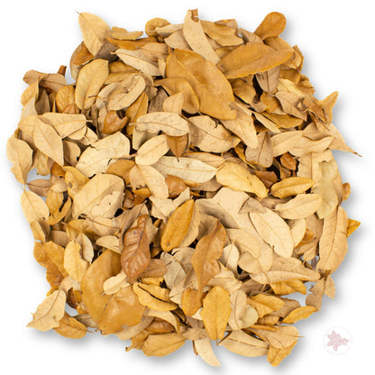 Betta Botanicals–Texas Live Oak Leaves