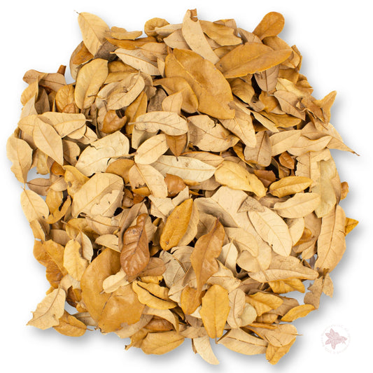 Betta Botanicals–Texas Live Oak Leaves