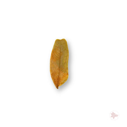 Betta Botanicals–Tamarind Leaf Litter