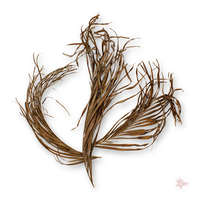 Betta Botanicals–Areca Palm Fronds