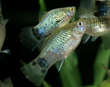 Blue Mickey Mouse Platies