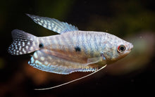 Blue Gourami