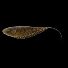 Pygmy Centipede Knife Fish
