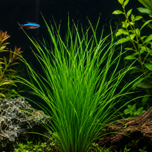 Cyperus Helferi - Pot