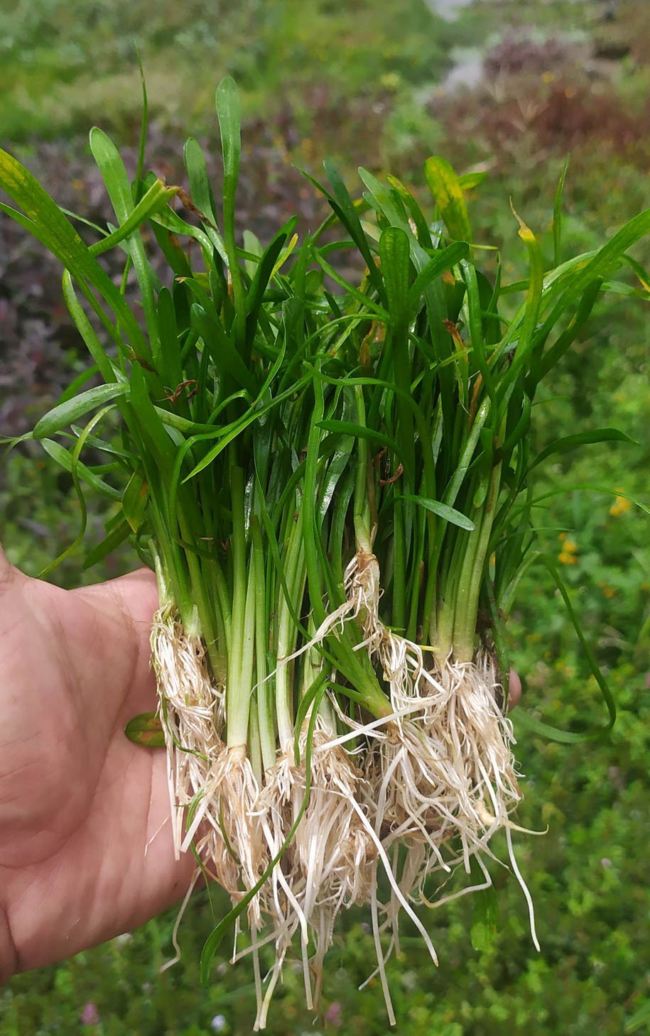 Dwarf Sag- Bunch
