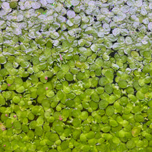 Giant Duckweed Portion