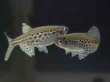 Gold Ring Danio