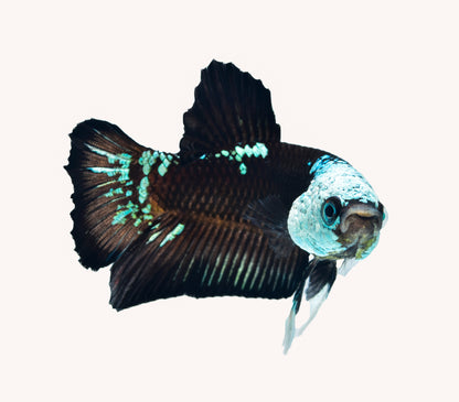Green Samurai Plakat Betta PAIR