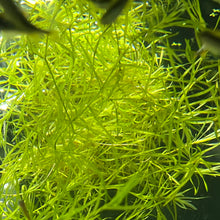 Guppy Grass Portion