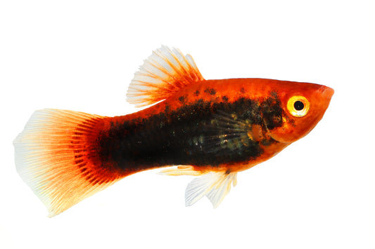 Redtail Black Variatus