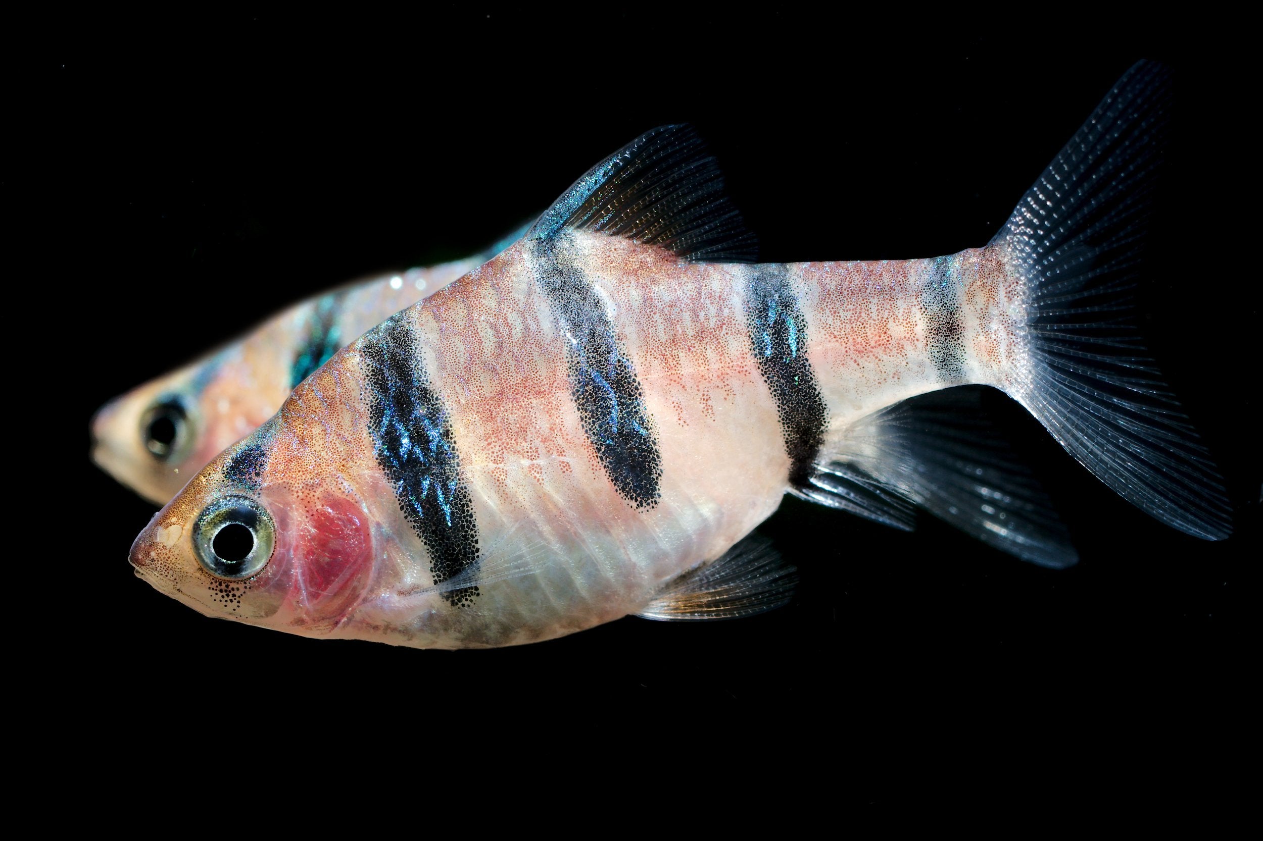 Six-Banded Barb – Nu Aqua