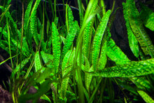 Cryptocoryne Balansae