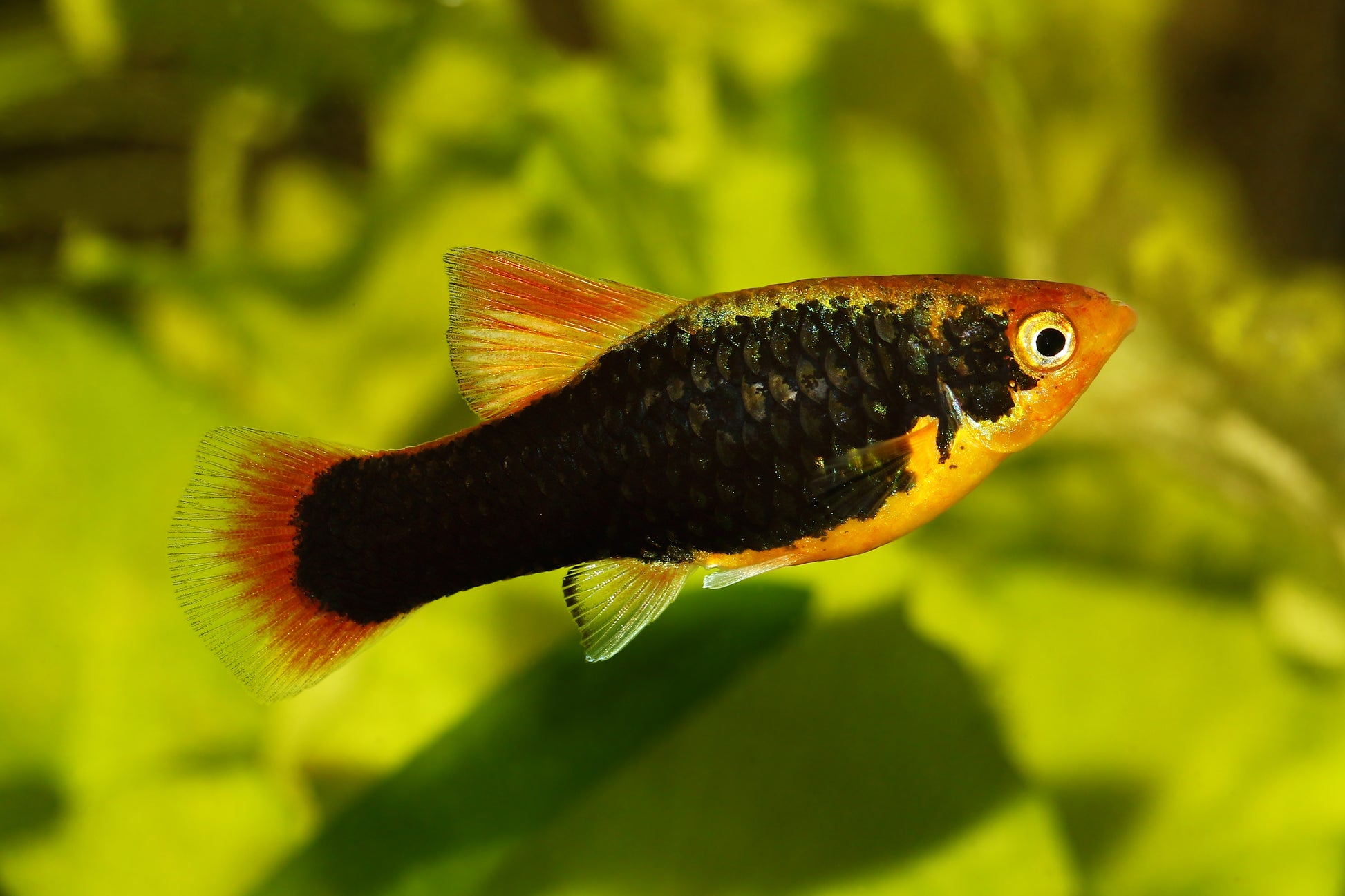 Redtail Black Variatus – Nu Aqua