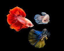 Show Quality Betta- Male