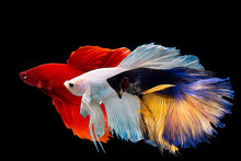 Show Quality Betta- Male