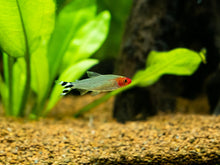 Brilliant Rummy Nose Tetra
