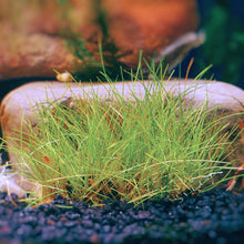 Dwarf Hairgrass