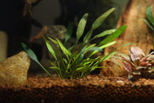 Cryptocoryne Parva-Pot