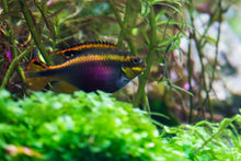 Pelvicachromis Taeniatus "Idenau" *Nu Aqua Bred*