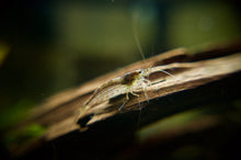 Amano Shrimp