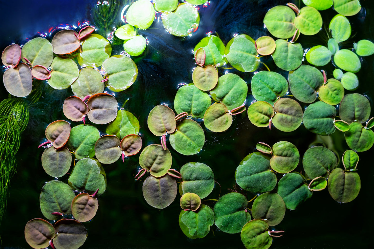 Red Root Floater