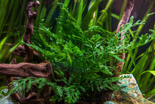 Bolbitis Heudelotii