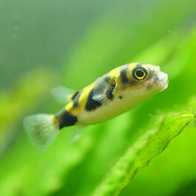 Amazon Puffer- L
