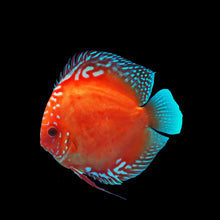 Santerem Discus
