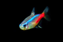 Neon Tetra
