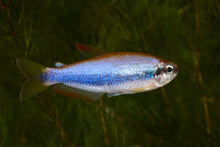 Kerri Tetra